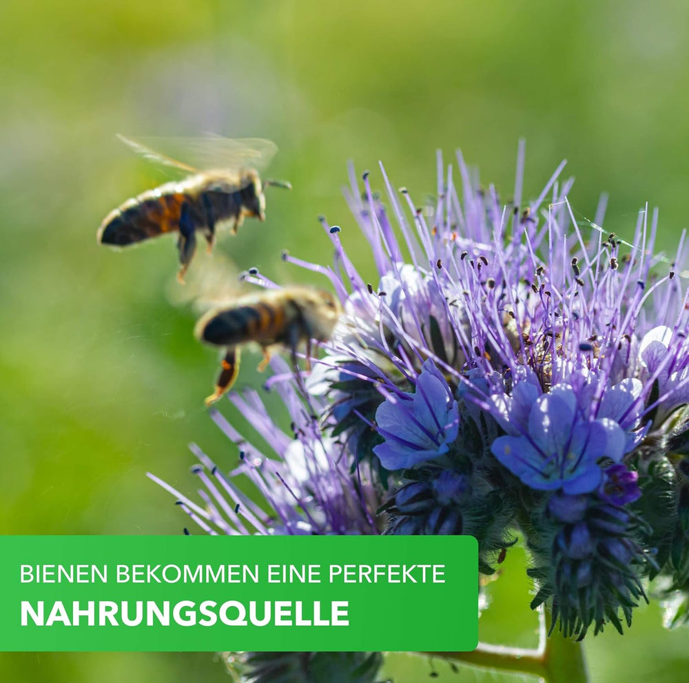 Magic of Nature Mezcla para cajas de balcón - 10 g de semillas - Plantas aptas para las abejas - Fácil de usar - Paraíso de las abejas - 5 especies nativas cultivadas - Adecuado para jardineras y maceteros