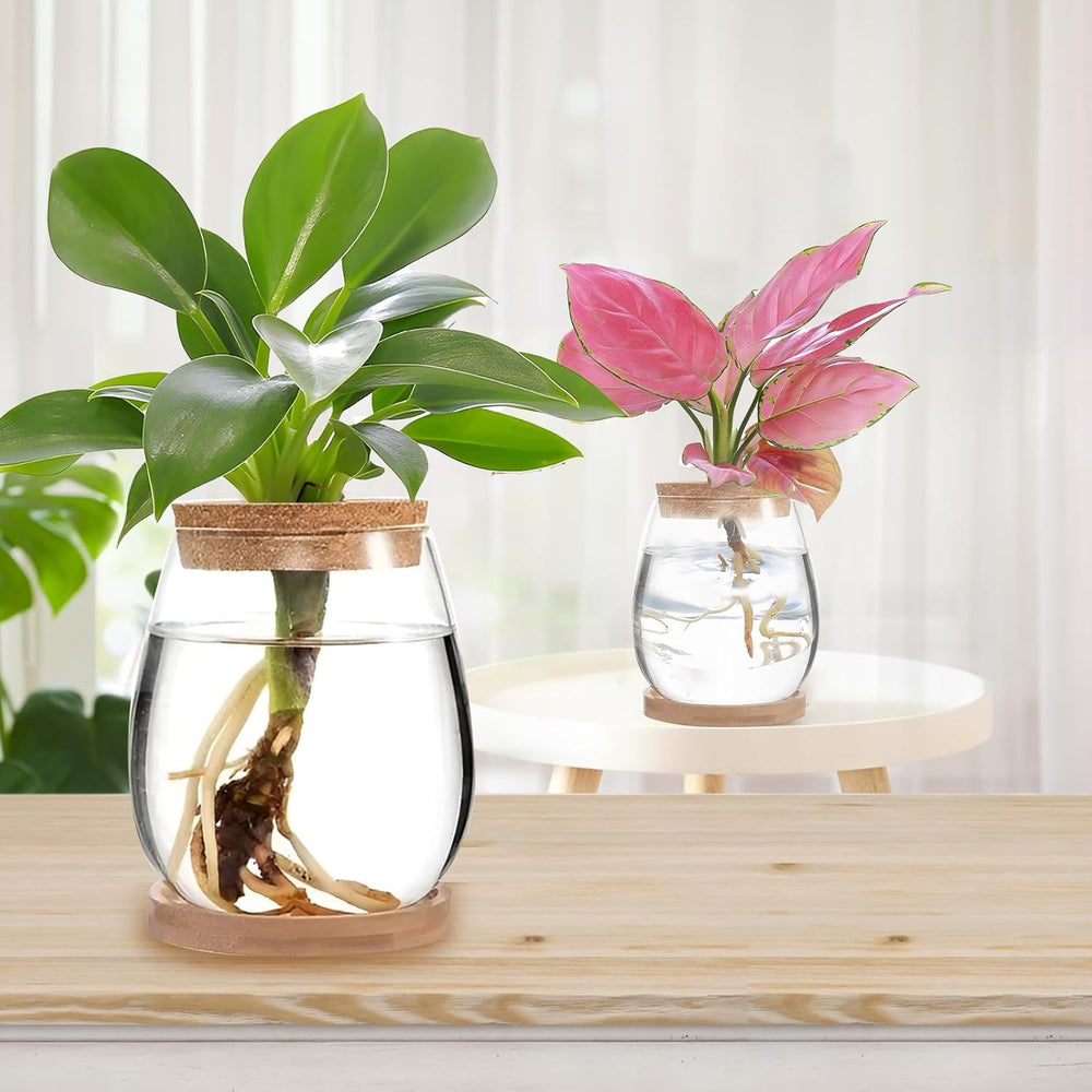 Estación de cultivo de plantas hidropónicas 12x11cm Florero de semillas de aguacate Macetero de vidrio Florero de vidrio hidropónico para plantas acuáticas o flores Decoración de mesa de escritorio 2 piezas