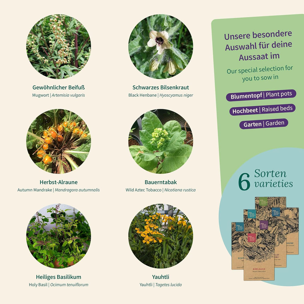 Magic Garden Seeds - Plantas Encantadas con 6 Hierbas Mágicas: Ajenjo, Ajenjo, Mandrágora y Más - Plantas de Incienso para Cultivar Tú Mismo y Regalar