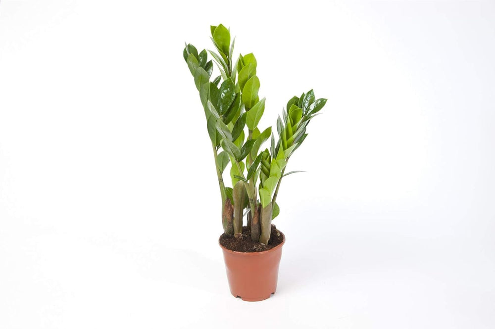 Zamioculcas Zamiifolia Zanzibar 90 Cm - Glücksfeder Zimmerpflanze, Pflegeleicht, Luftreinigend, Ideale Dekoration Für Ihr Zuhause