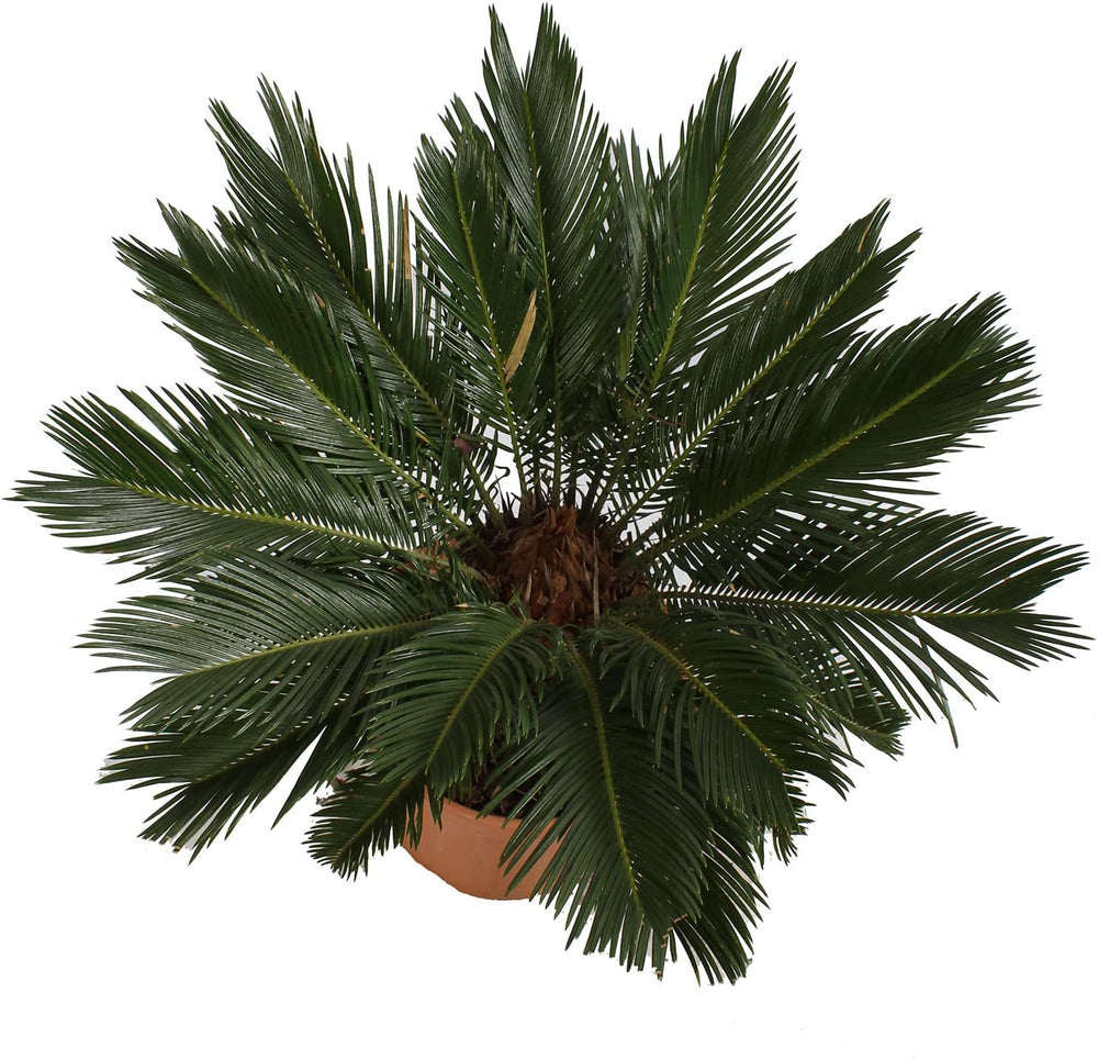 KENTIS - Cycas Revoluta Zwergpalme - Echte Palme Für Den Außenbereich Gartenpflanze - Hoch 100-125 Cm Topf Ø 30 Cm
