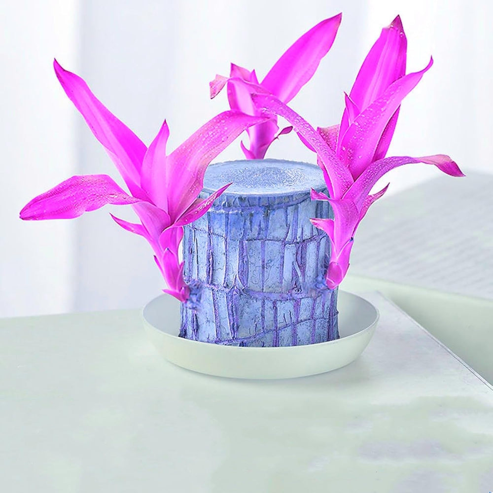 Blumenzwiebel Mix, Winterhart zwiebeln, Winterhart pflanzen, Mehrjährige Blumenzwiebel ist winterhart, Mysteriöse magische Glühbirne-4 Pflanzen Funken Hosta Rhizom