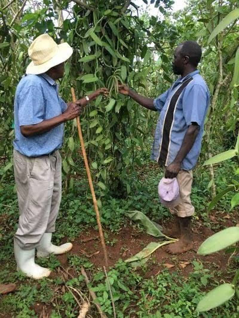 Extract pur de vanilie Madagascar Bourbon, 50 ml Arome Naty Shop