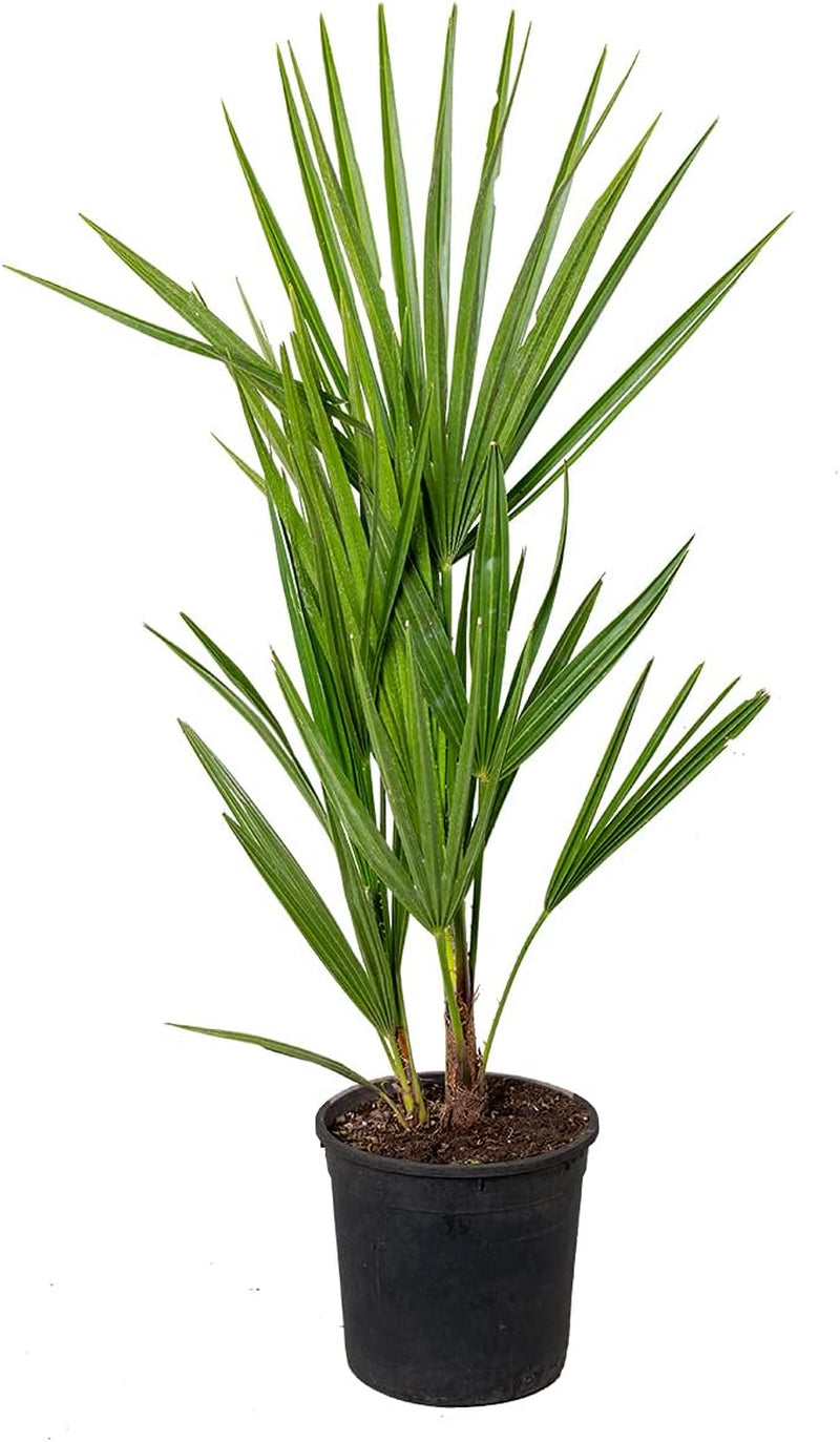Bloomique - 2Er Set - Chamaerops Humilis - Europäische Zwergpalme - Palmen Winterhart Draußen - Höhe 50-60 Cm - Topf 15 Cm