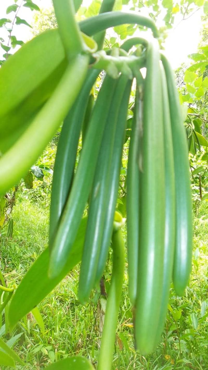 Vainilla en polvo 50 G, vainilla molida en polvo 100% pura Aromas Naty Shop