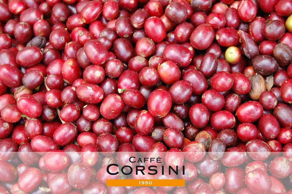 Caffè Corsini - Compagnia dell'Arabica, Arabica Kaffeebohnen Aromatisch und Cremig, 1 kg Packung geröstete Kaffeebohnen