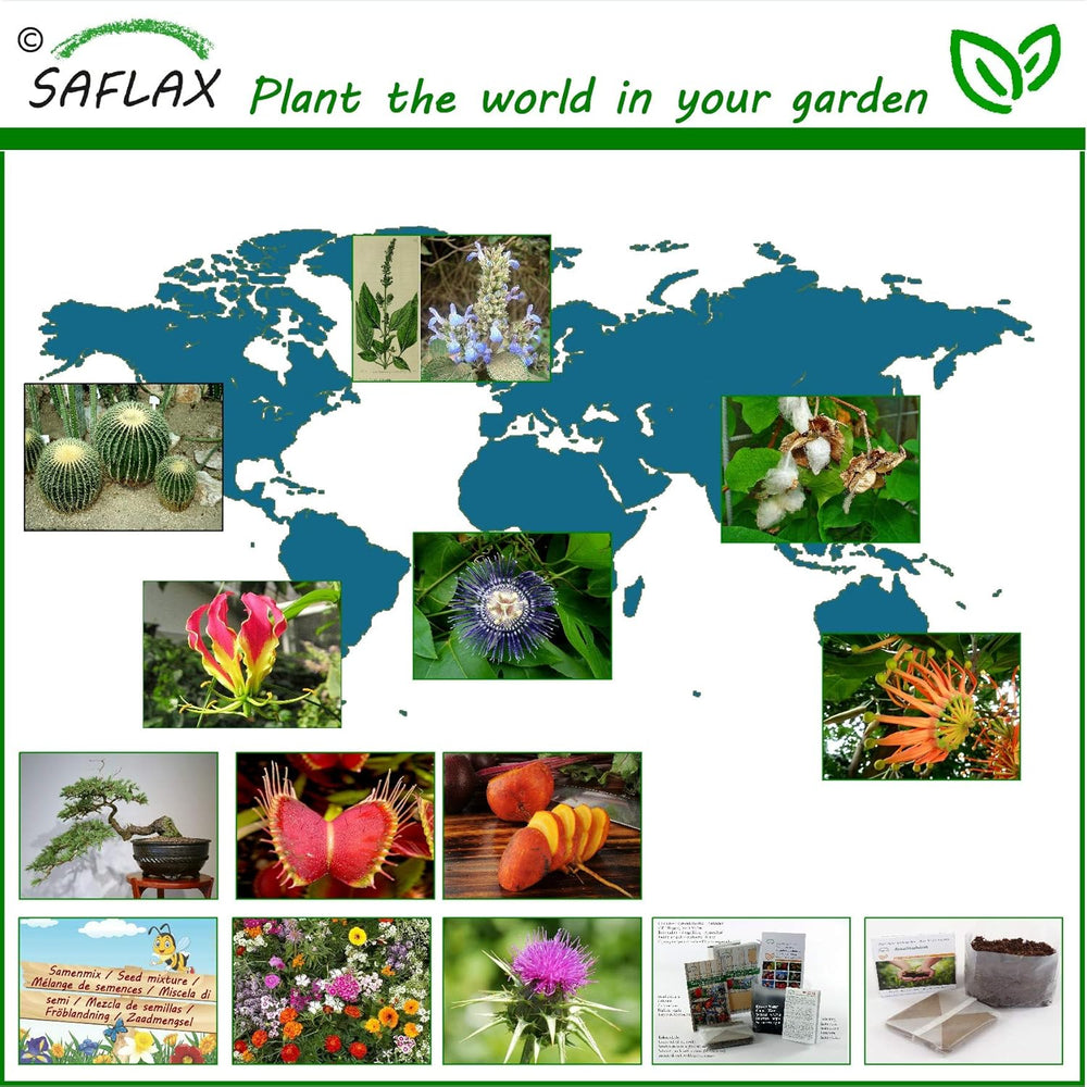 SAFLAX - Afrikanischer Tulpenbaum - 30 Samen - Spathodea Campanulata