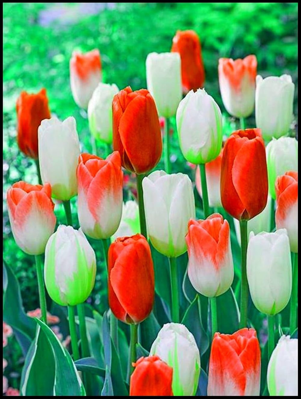 Blumenzwiebel Mix, Winterhart zwiebeln, Winterhart pflanzen, Mehrjährige Blumenzwiebel ist winterhart, Mysteriöse magische Glühbirne-4 Pflanzen Funken Hosta Rhizom