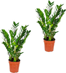 Bloomique | Smaragdpalme Für 2 Stück - Zamioculcas - Zimmerpflanze Im Scheitel ⌀17 Cm - Höhe 60 Cm
