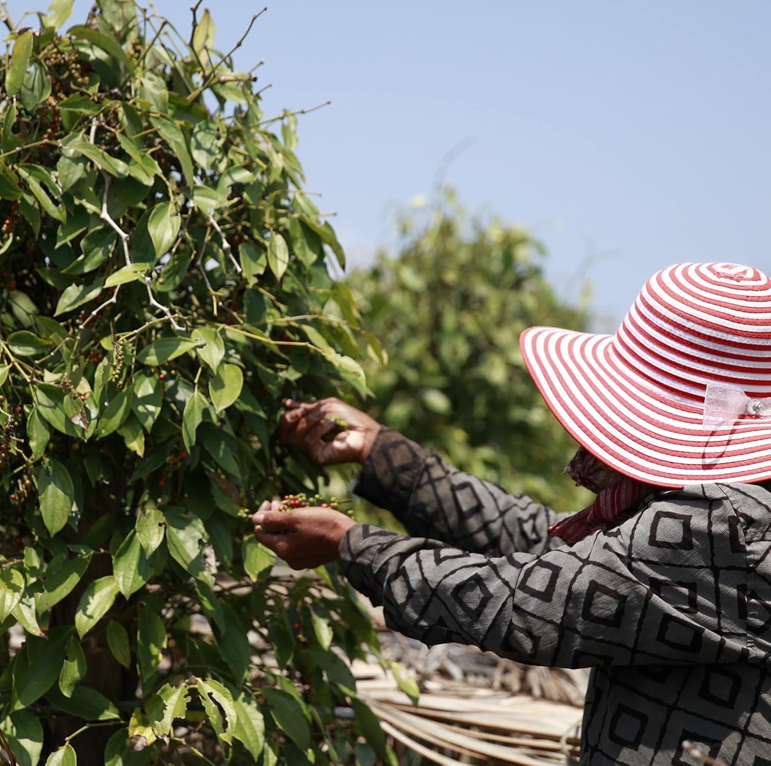 Spicebar Roter Kampot Pfeffer, Premium Auslese aus Kambodscha (1 x 70 g)