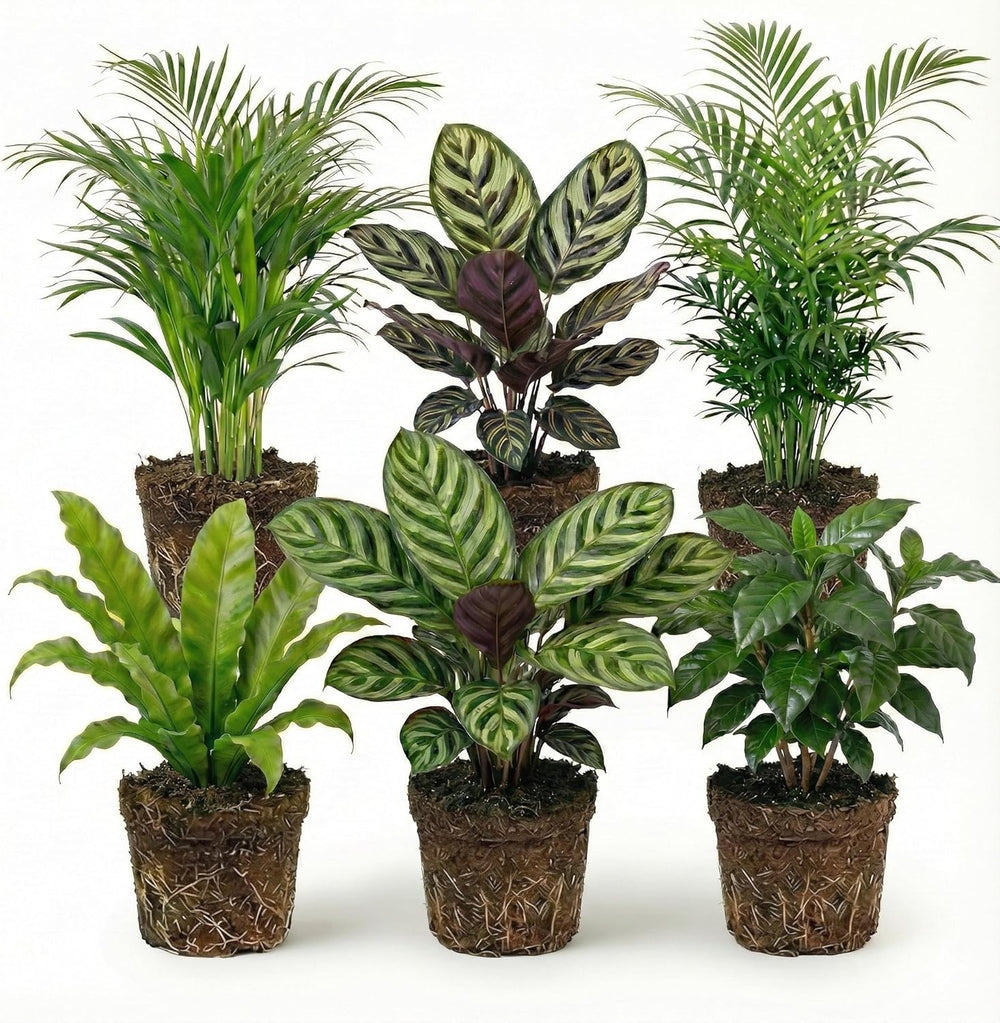 Vdvelde.Com - Luftreinigende Pflanzen Anthrazit 6 - Tierfreundliche Grüne Zimmerpflanzen - Einfacher Und Geringer Lichtbedarf - Ø12 Cm ↥Ca.40 Cm