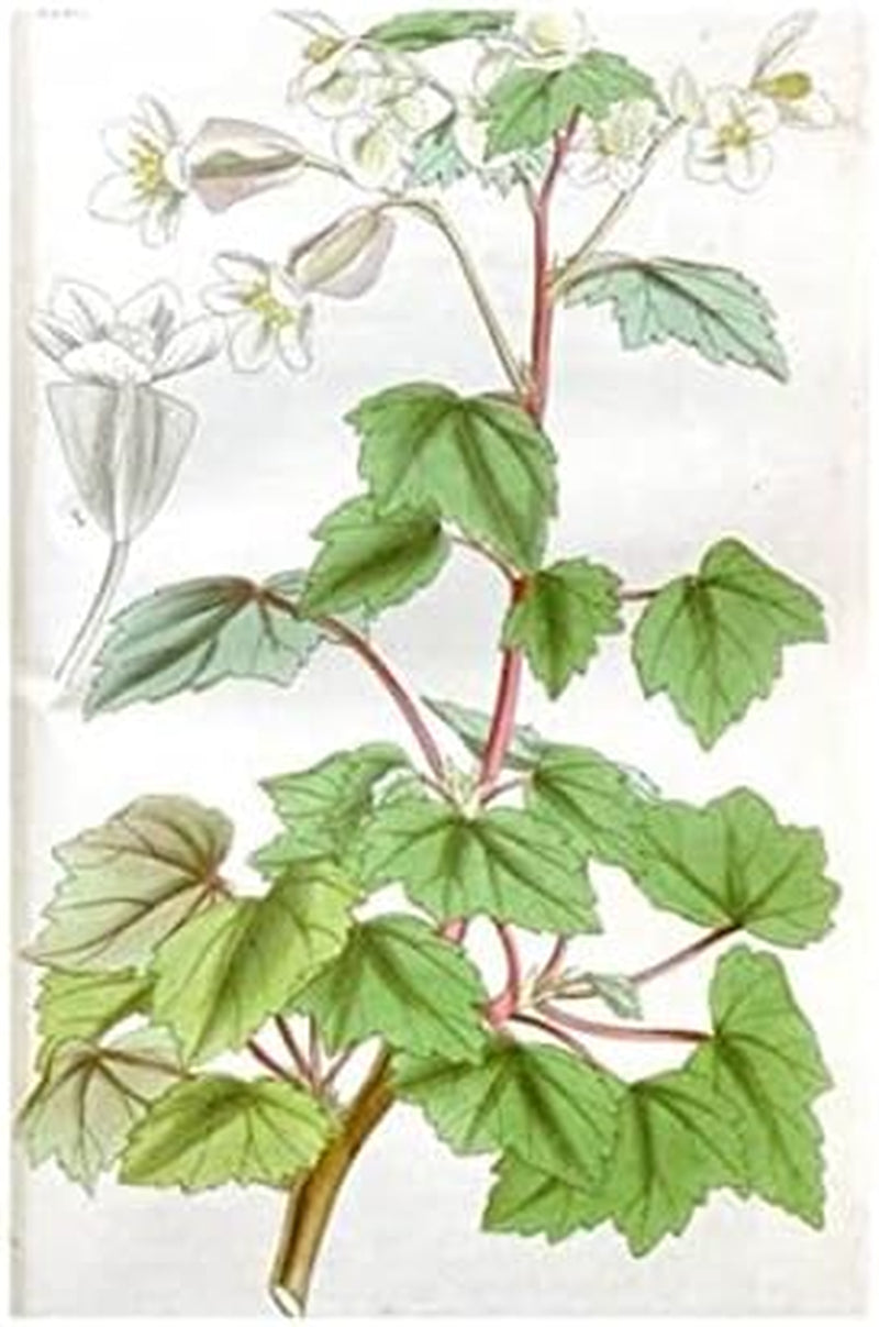 Stk - 10X Begonia Dregei Begonia Partita Ziersträucher Garten Pflanzen - Samen ID329 -