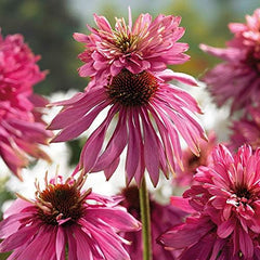 6 x Garten Scheinsonnenhut 'Doubledecker' - Maceta Echinacea Purpurea 'Doubledecker' 9x9cm: Doppelte Blüten, einzigartige Optik, zieht Bienen an, ideal für Gärten.