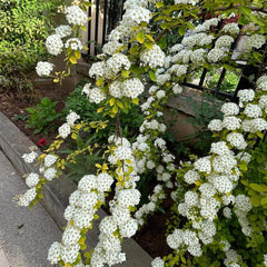 Spiraea, Spiraea Salicifolia, Garten Geschenke Für Frauen Steingartenpflanzen Gartenpflanzen Winterhart Mehrjährig Wildblumensamen Gartenarbeit 150Samen