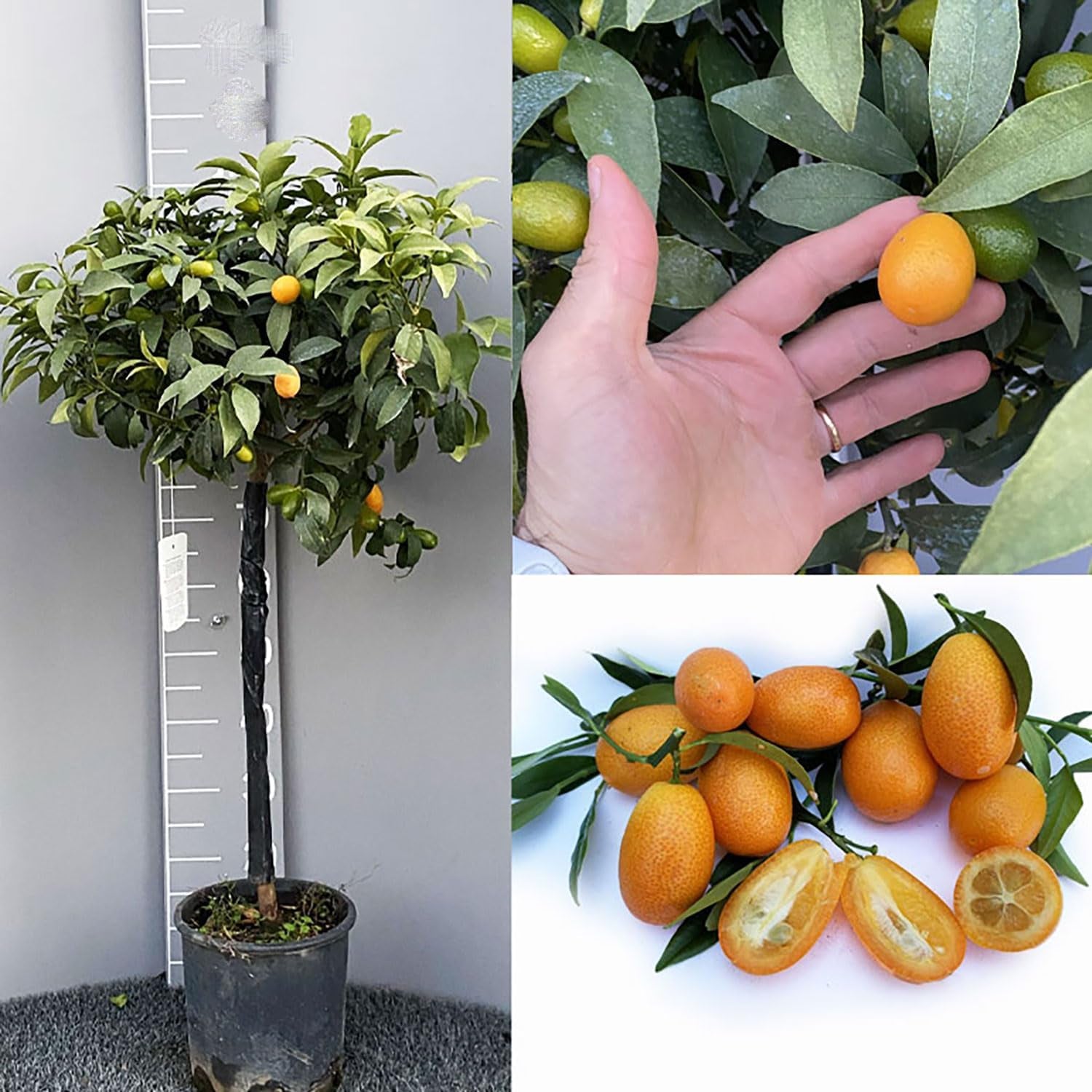 SAVINI VIVAI Kumquat-Pflanze, Chinesischer Mandarin-Kumquat-Zitrusbaum Im 20 Cm Topf, Höhe 70 Cm, 2-3 Jahre Veredelung, Hergestellt in Italien