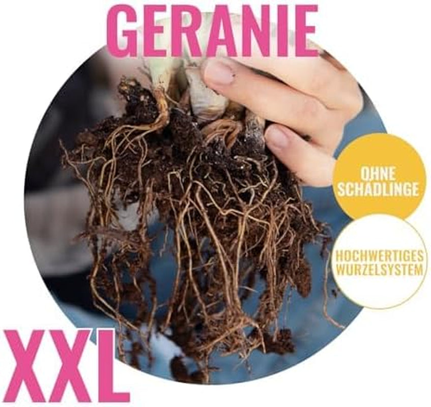 Colección Súper Perenne de Geranios (10 Plantas/Raíces) Mezcla Resistente de 5 Variedades, Grandes Híbridos Perennes de Holanda, para el Jardín, Capas de Flores (Sin Semillas, Sin Bulbos Artificiales)