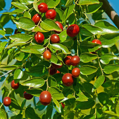 Giuggiolo Giuggiole Chinesisch - Obstpflanze Antik Auf Blumentopf 26 - Baum Max 160 Cm – Anbau Italien