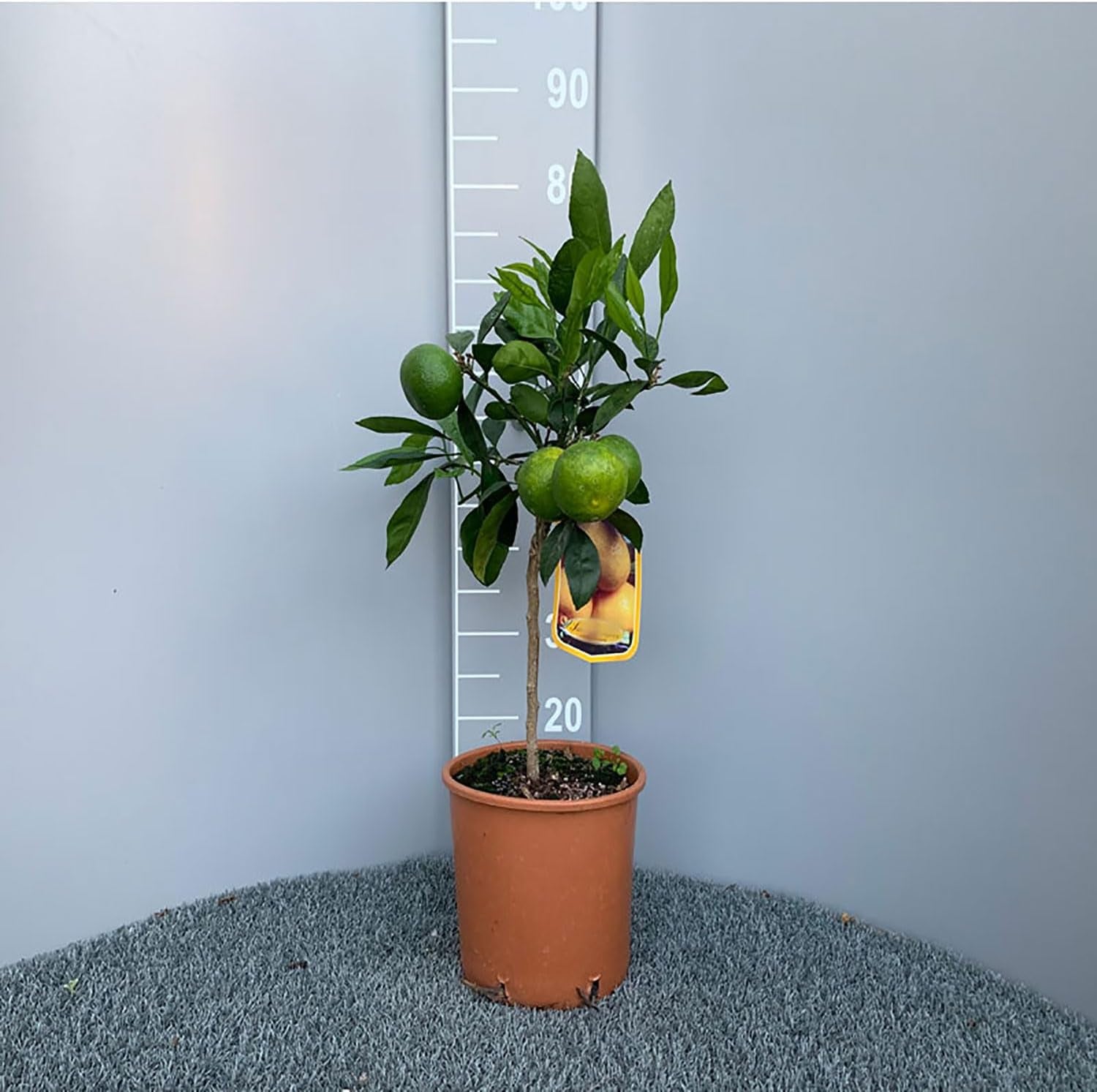 SAVINI VIVAI Mandarinenpflanze, Zitrusbaum, Frühe Mandarine Satsuma Miyagawa Im 20 Cm Topf, Höhe 70 Cm, 2-3 Jahre Veredelung, Hergestellt in Italien