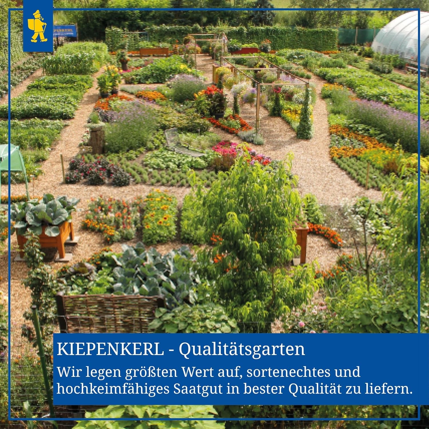 Zinnien Dahlienblütige Mischung