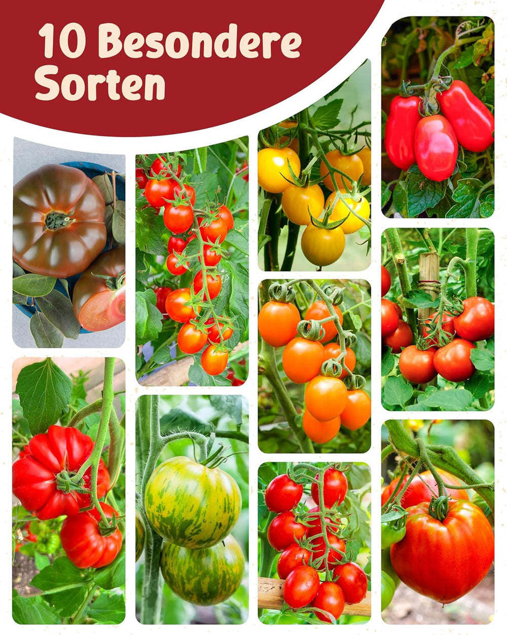 Semillas de tomate orgánicas en un juego de 10 - 10 Semillas de tomate para un fácil cultivo en el jardín, balcón o lecho elevado - Semillas de plantas - Plántulas