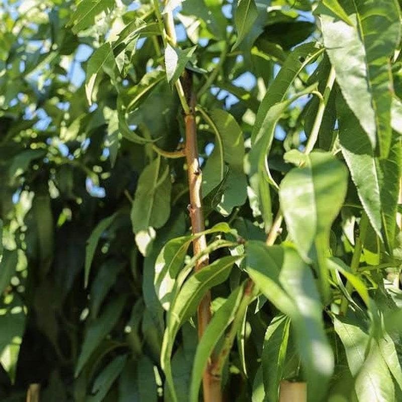 Pfirsiche Nektarinen Mit Gelbem Fruchtfleisch Indipendence - Obstpflanze Alte Frucht Auf Blumentopf 26 Baum Max 200 Cm – 4 Jahre Anbau Italien