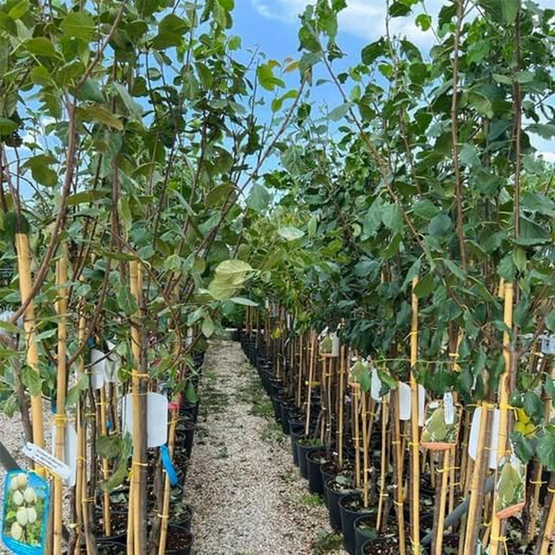 Oberschenkel Pflaumen Von Monaca Von Velletri - Obstpflanze Alte Frucht Auf Blumentopf 20 - Baum Max 170 Cm – 2 Jahre Anbau Italien