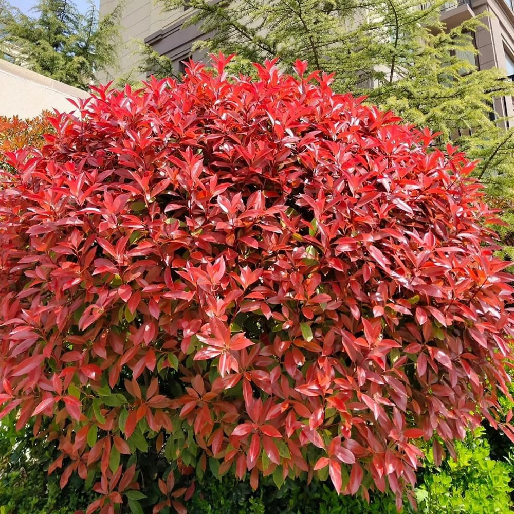 Rote Glanzmispelsamen - Stauden Blumengarten Red Robinsamen Steingartenpflanzen Winterhart Seltene Balkon Outdoor 100Pcs