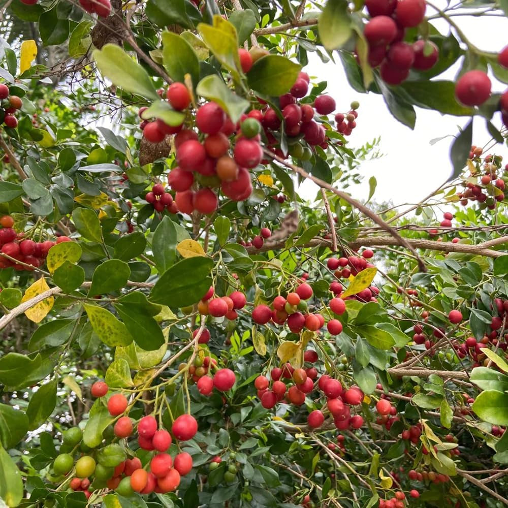 Murraya Exotica, Balkon Kräutersamen, Bodendecker Winterhart Mehrjährig Sträucher Exotische Kräutergarten 100Samen