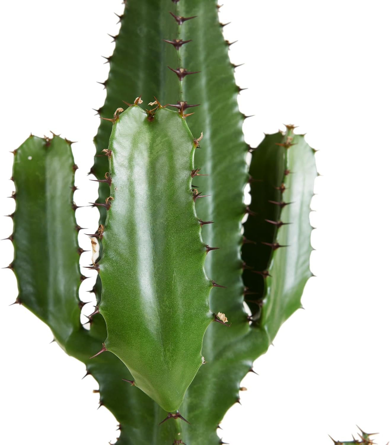 Bloomique - Euphorbia Acrurensis - Cowboy Kaktus - Sukkulenten - Zimmerpflanzen - Sehr Pflegeleicht - Höhe 80-100 Cm - Topf 24 Cm