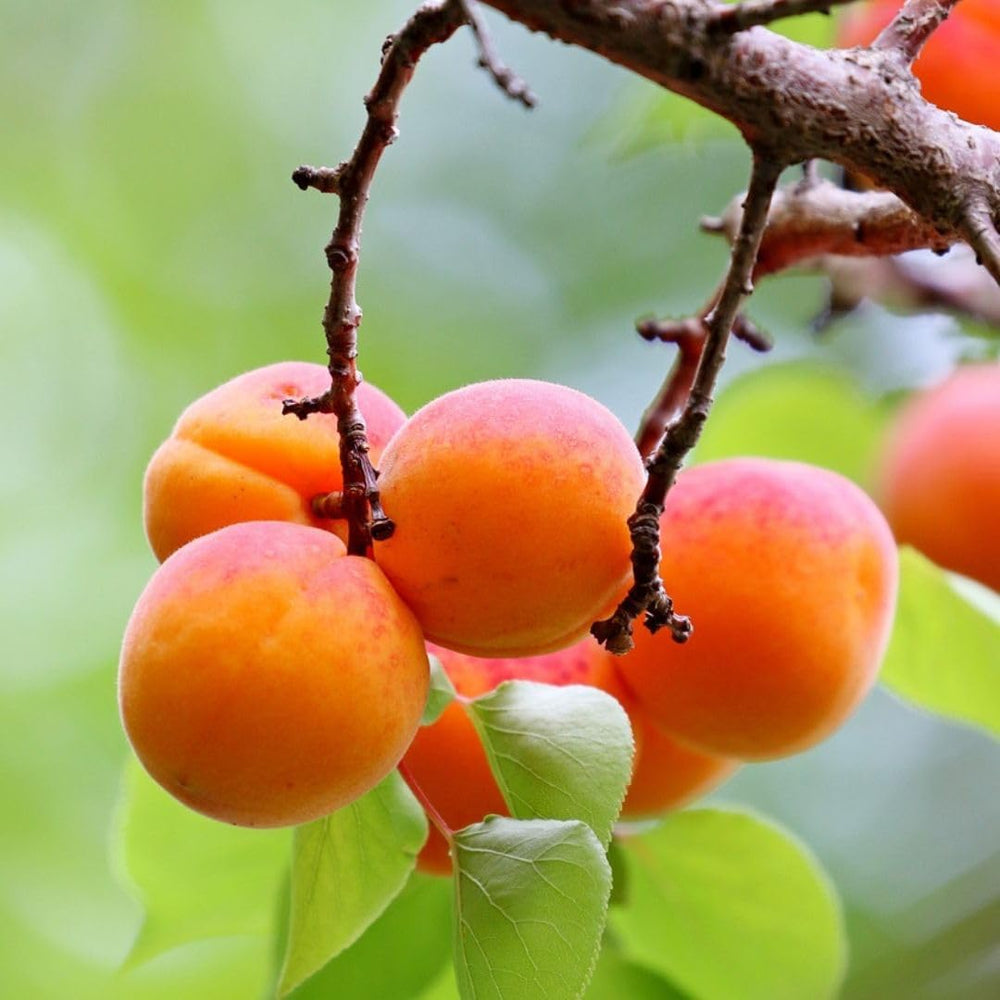 Aprikosenbaum Paviot Obstbaum Im Topf 26 Cm Höhe Ca. 180 Cm – Alter 4 Jahre - Italienische Gärtnerei
