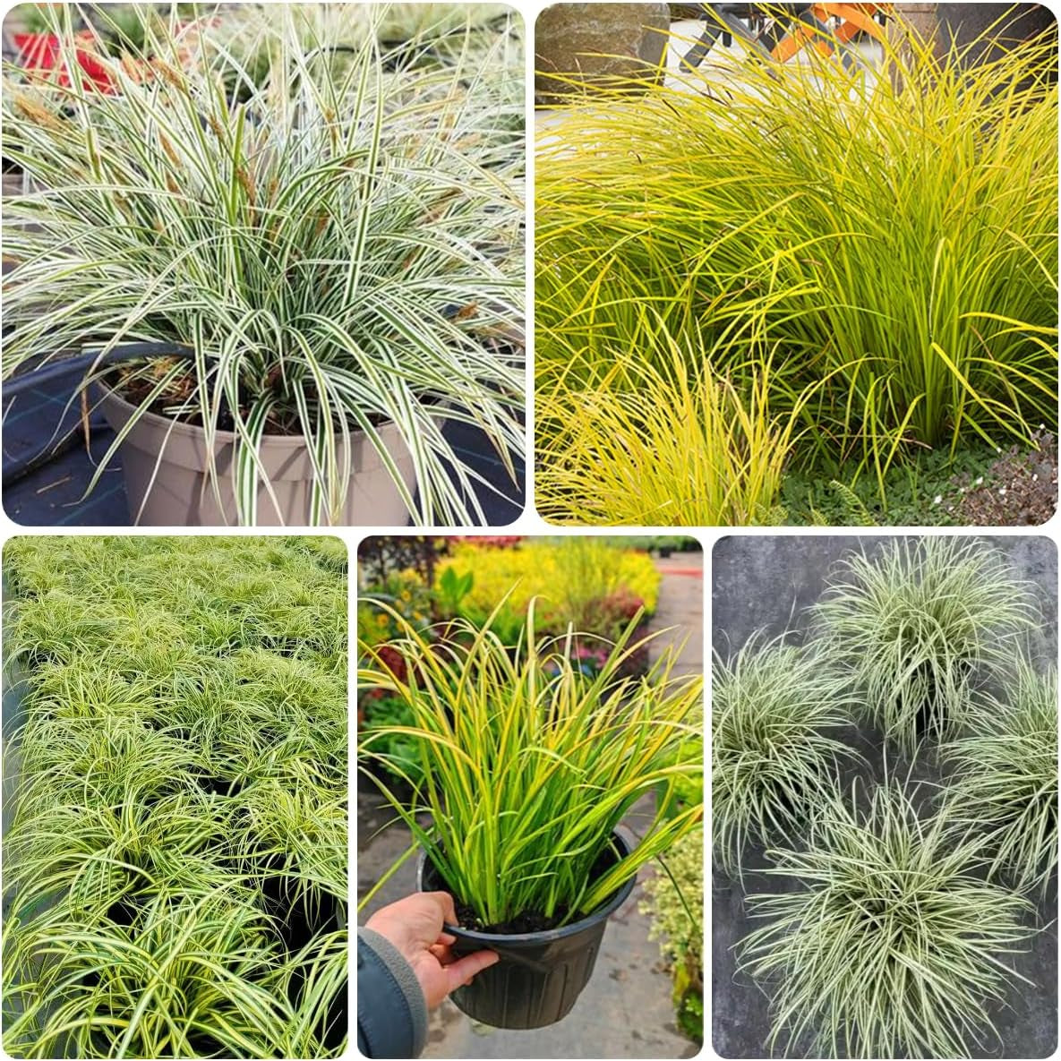 Carex Oshimensis Evergold Gartenpflanzen Für Draußen Balkonpflanzen Gartendeko Für Draußen Steingartenpflanzen Herbst Deko Winterharte Ziergräser Für Kübel Sichtschutz Winterfeste 300Samen