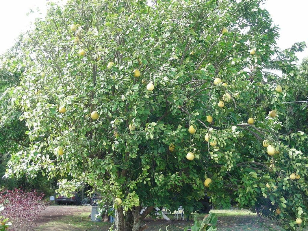 10 Grapefruitkerne (Citrus Paradisi)