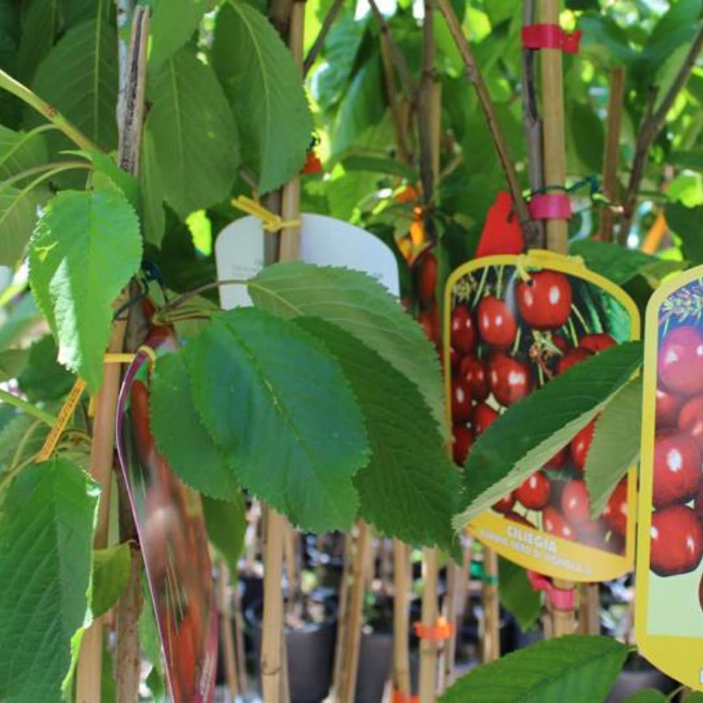 Süßkirschbaum Bigarreau Moreau – Obstpflanze Im Topf Ø Ab 24/26 Cm, Höhe 160-180 Cm, Alter: 4 Jahre – Italienische Baumschule