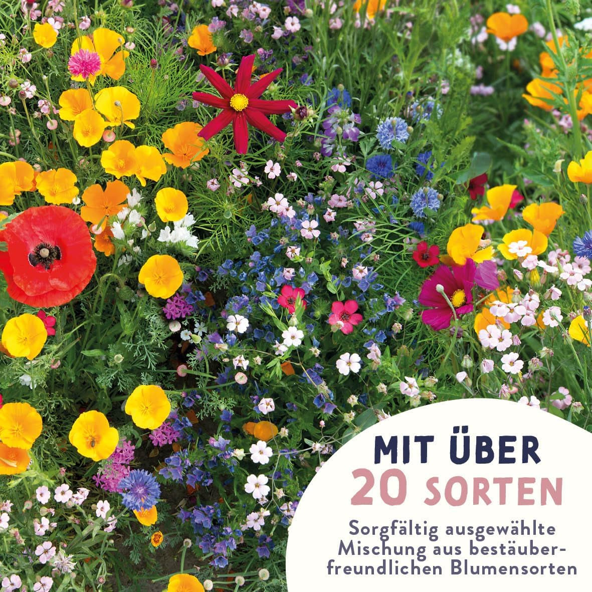 Schmetterlingswiese Blumensamen Schmetterlingsgarten I Blumensamen Balkon I Blumensamen Tütchen mit Wiesenblumen Samen I bienenfreundlich Blumensamen (Schmetterlings-Zauber mini)