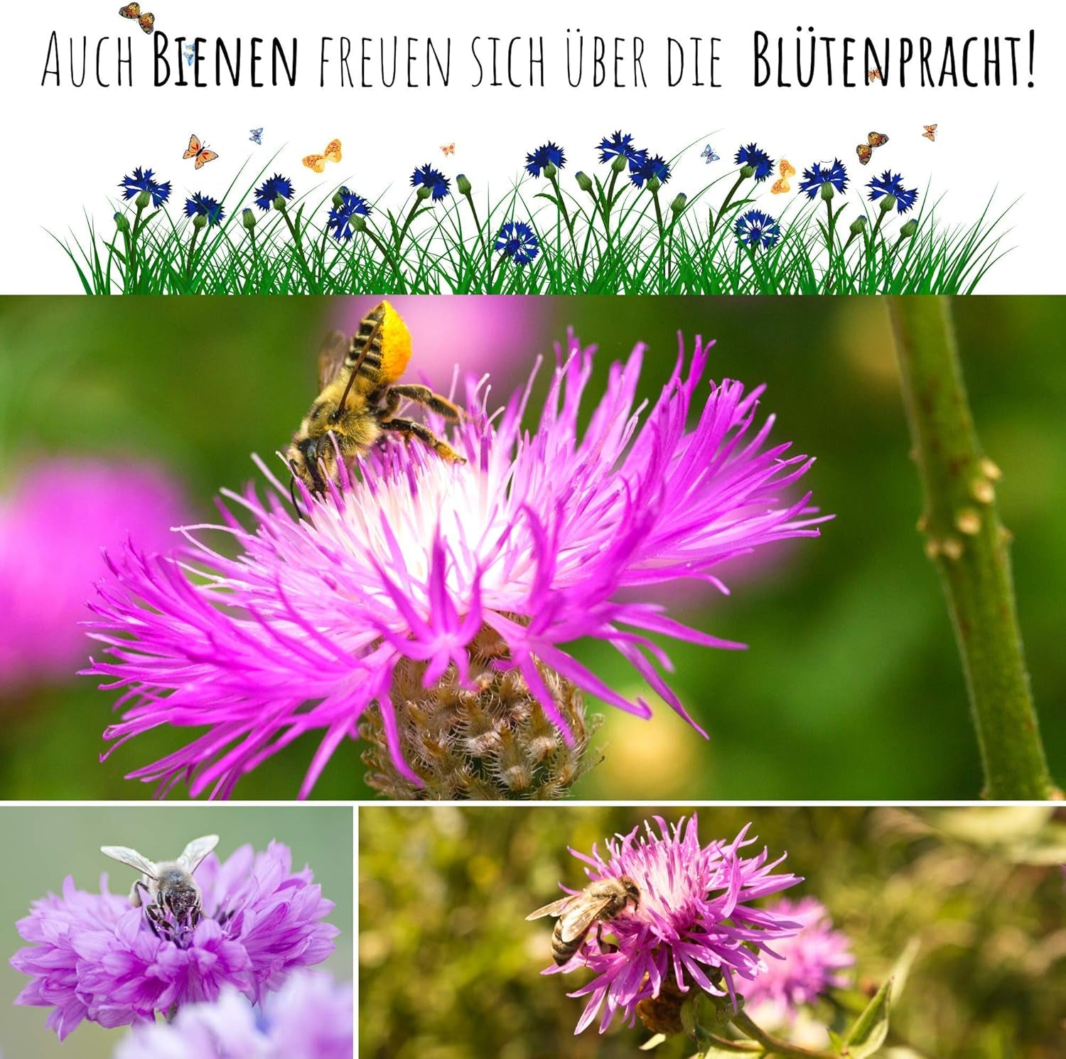 Kornblumen Samen (Centaurea Cyanus) - Wunderschön Leuchtende Blumen Mit Langer Blütezeit Für Eine Bunte Blumenwiese (Rot, 1000 Korn, 80 Cm)