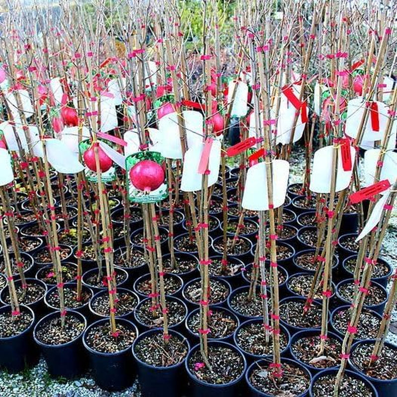 Granatapfel 116/17 - Obstpflanze Auf Blumentopf 20 - Baum Max 170 Cm – 2 Jahre Anbau Italien