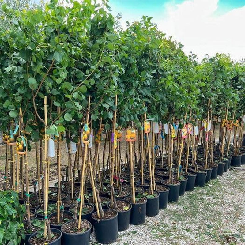 Sungiant Aprikosen - Obstpflanze Auf Blumentopf 20 - Baum Max 170 Cm – 2 Jahre Anbau Italien