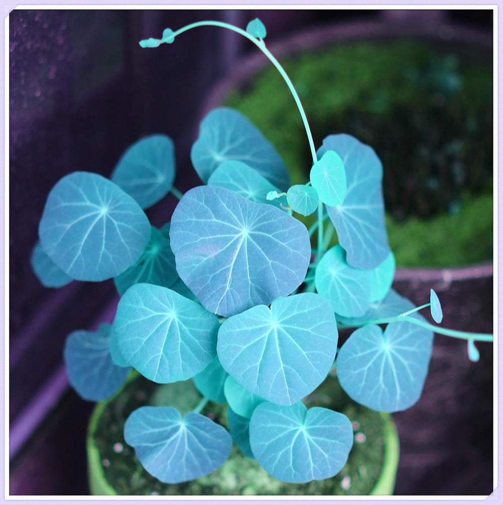 Mezcla de bulbos de flores, bulbo mágico misterioso, plantación resistente, bulbo de flor perenne resistente al invierno, bulbos resistentes - 3 bulbos de orquídeas