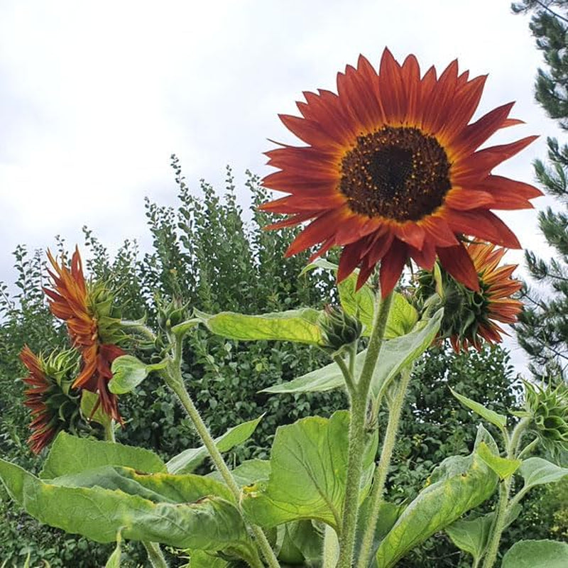 Kit cadou pentru creșterea plantelor - Sunflower Sunset, inclusiv ghiveci, substrat și instrucțiuni de creștere