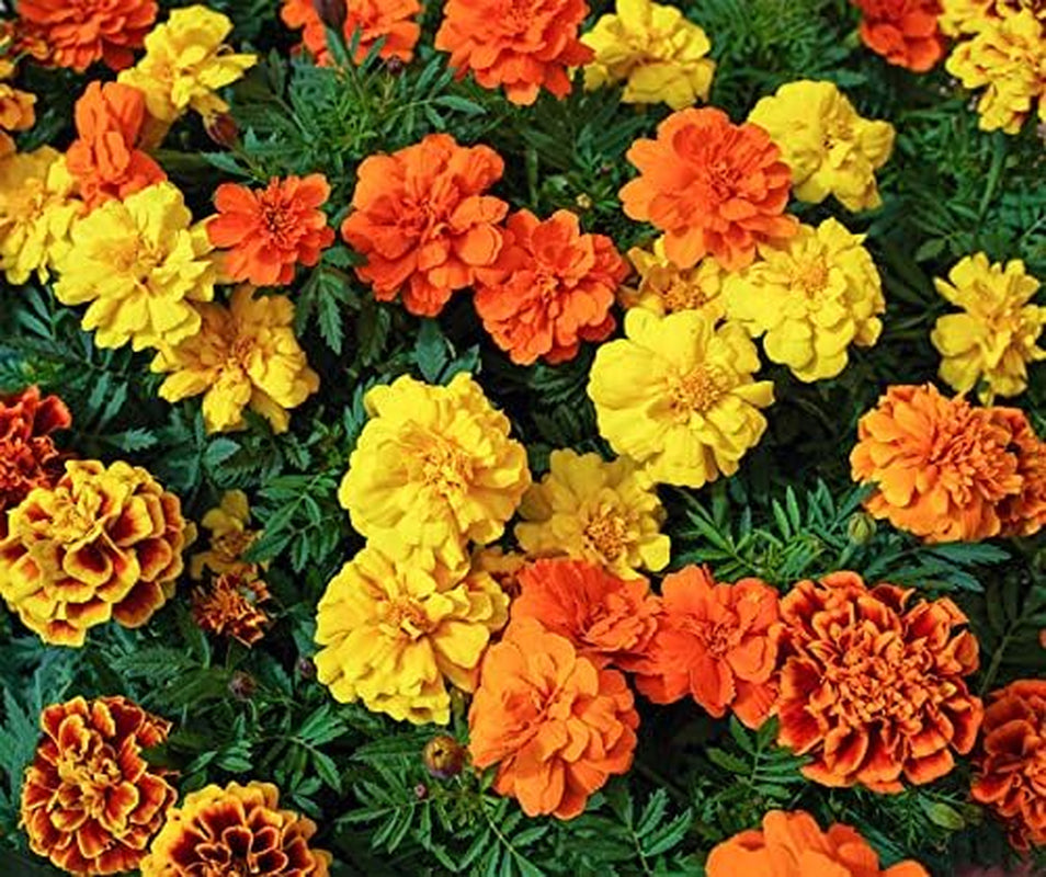 La Verde MI JARDÍN Y YO. Tagetes Bonita Mezclar semillas de flores durante aprox. 100 plantas, caléndulas de larga floración, flores dobles, semillas sin OGM