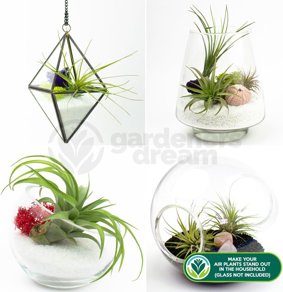 El sueño de los jardineros: 4 plantas de Tillandsia reales - 4 plantas de aire de Tillandsia reales - Plantas de terrario - Plantas decorativas de terrario - Plantas de interior purificadoras de aire - Plantas decorativas - Plantas reales