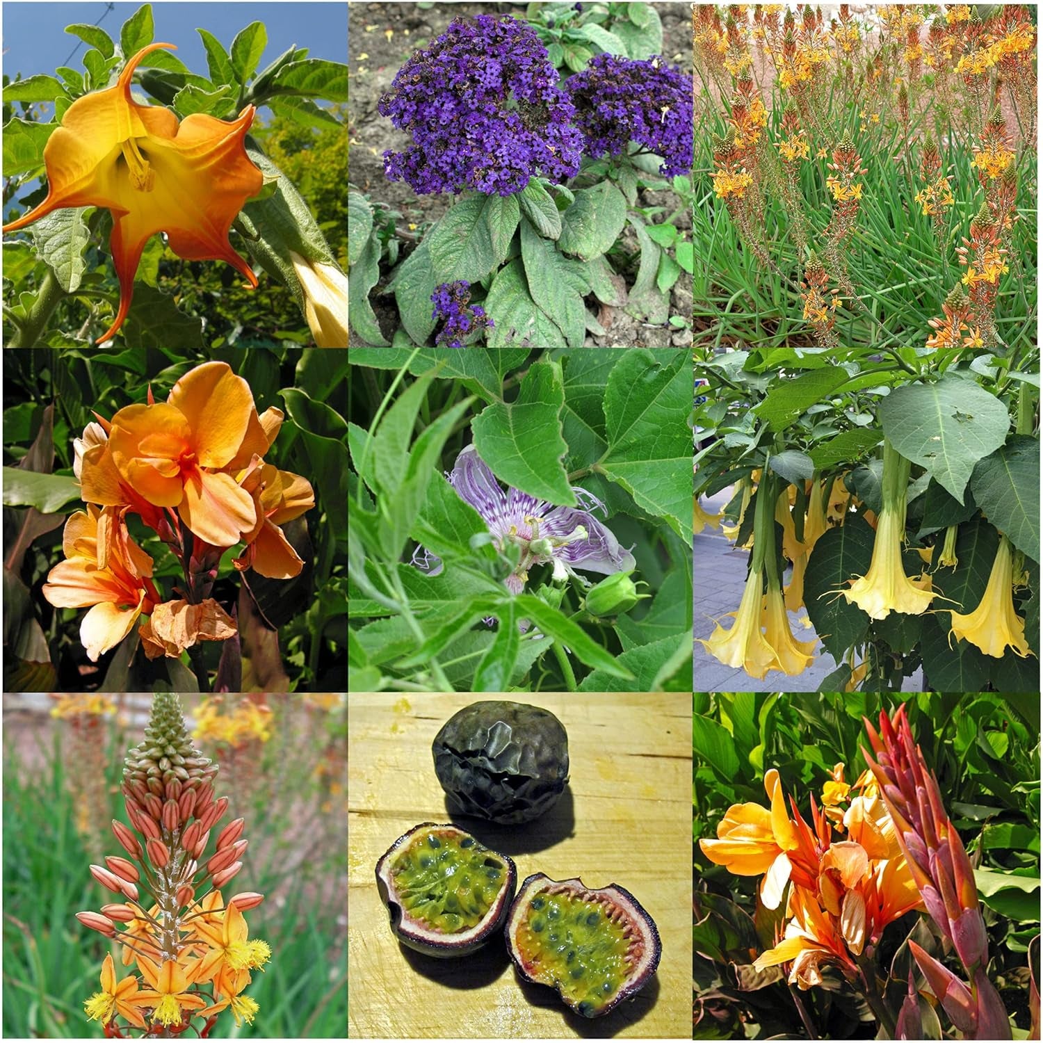 Exotische Schönheiten für Wintergarten und Terrasse - Samen-Geschenkset mit 5 frostempfindlichen Blühpflanzen aus aller Welt