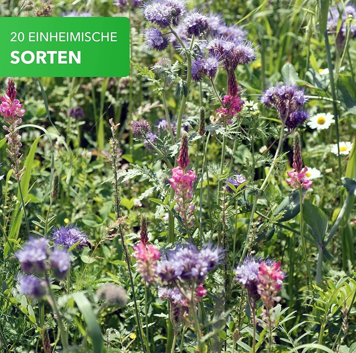 Magia de la Naturaleza 800gr. Blumensamen Mischung - Bienen Paradies - Blühfreudige Bienenweide für 150 bis 250 m²