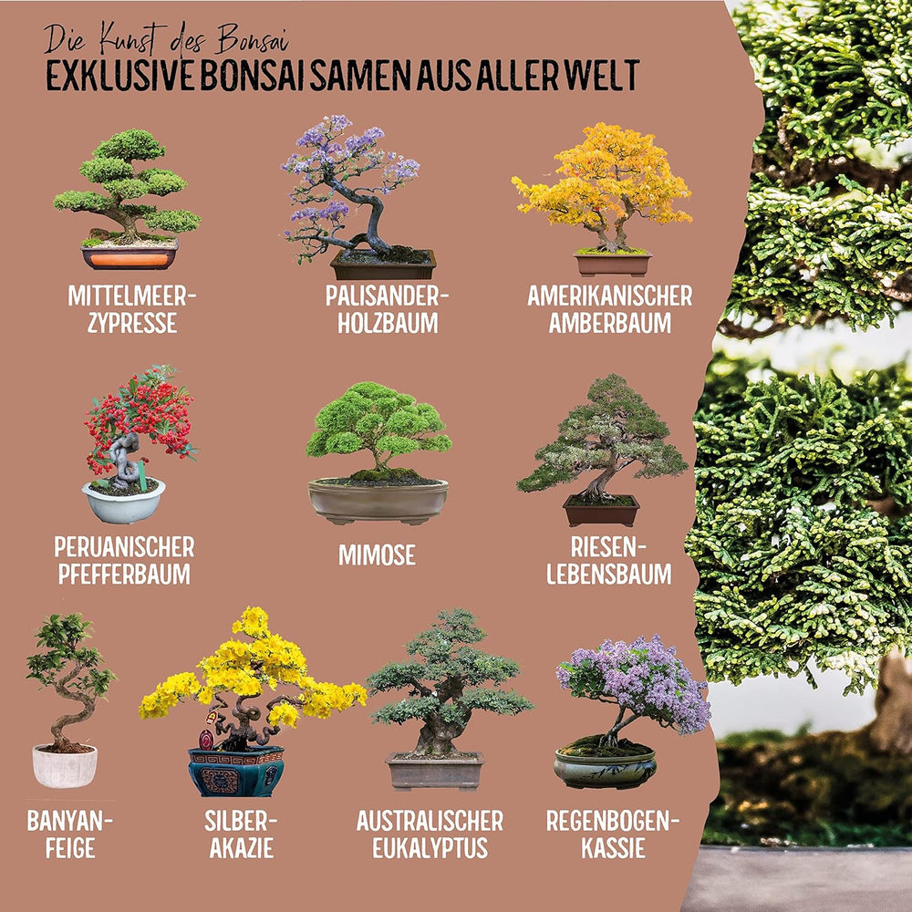 10 Semillas de Bonsái de 5 Continentes | Semillas de árboles exóticos para tu bonsái único | Kit de inicio y entusiastas de las plantas | Nuestro set de bonsái como idea de regalo especial