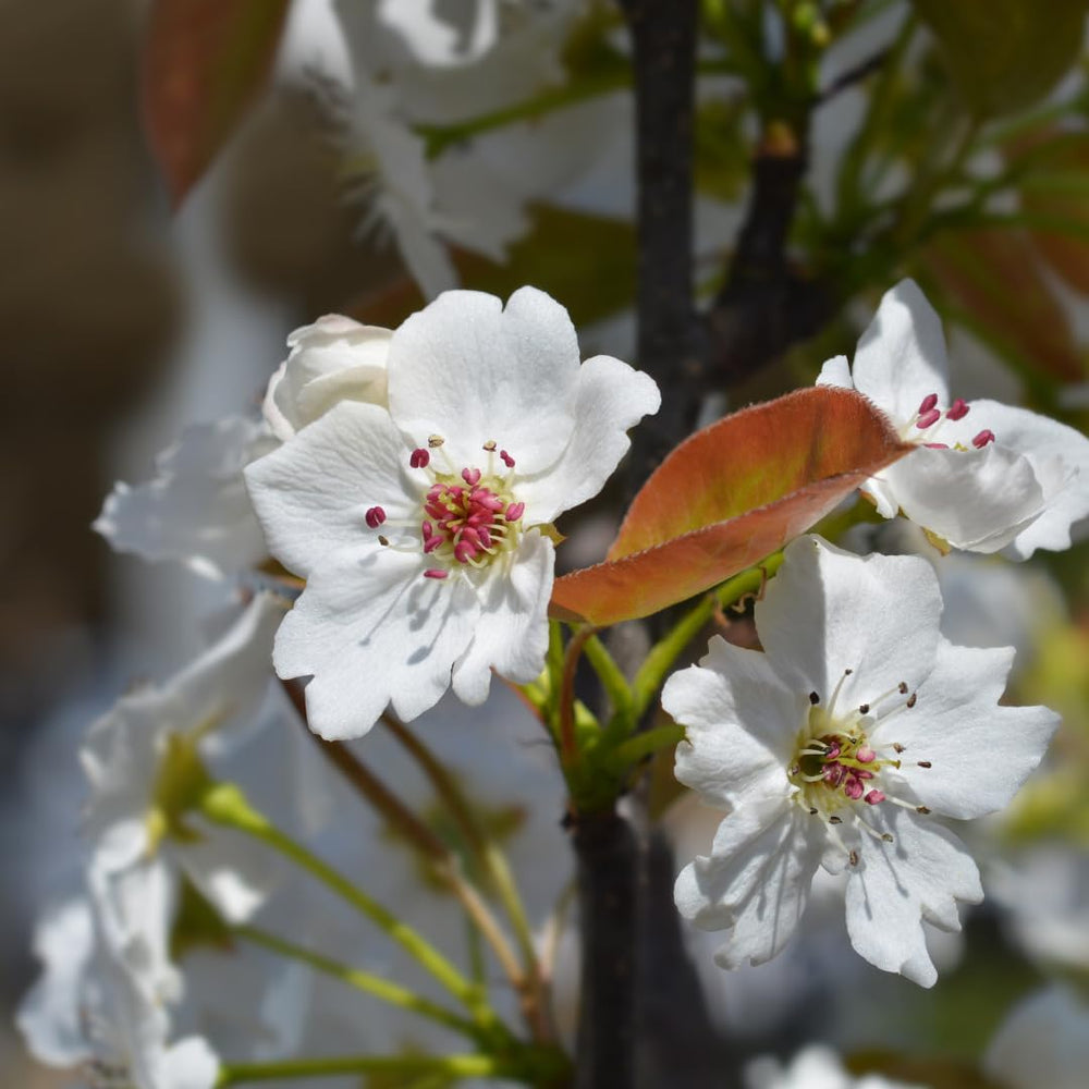 Nashi Kosui- Obstpflanzen Auf Blumentopf Einer Vase Von 20 - Baum Max 170 Cm – 2 Jahre Anbau Italien