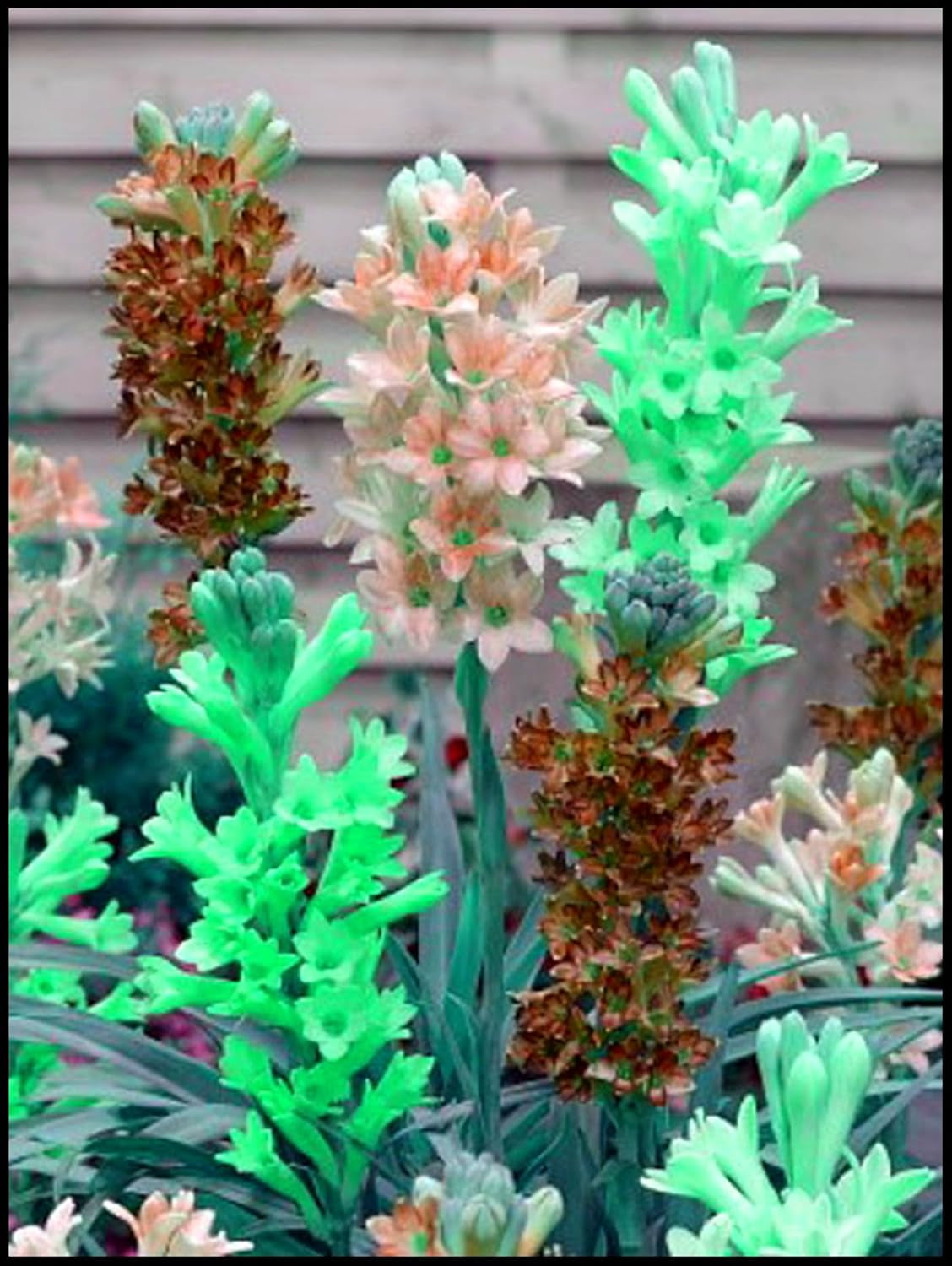 Mezcla de bulbos de flores, bulbo mágico misterioso, plantación resistente, bulbo de flor perenne resistente al invierno, bulbos resistentes - 3 bulbos de orquídeas