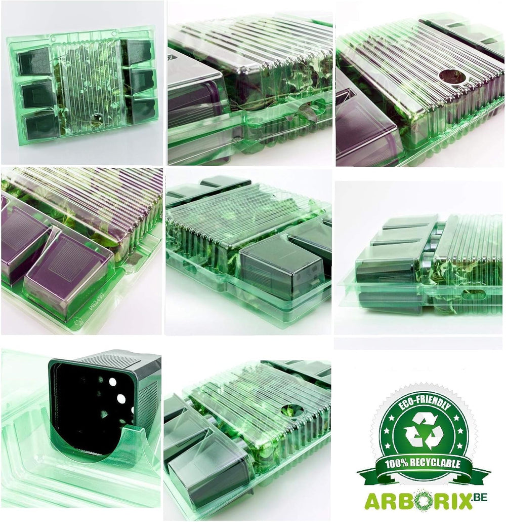 6 x Garten Scheinsonnenhut 'Doubledecker' - Maceta Echinacea Purpurea 'Doubledecker' 9x9cm: Doppelte Blüten, einzigartige Optik, zieht Bienen an, ideal für Gärten.