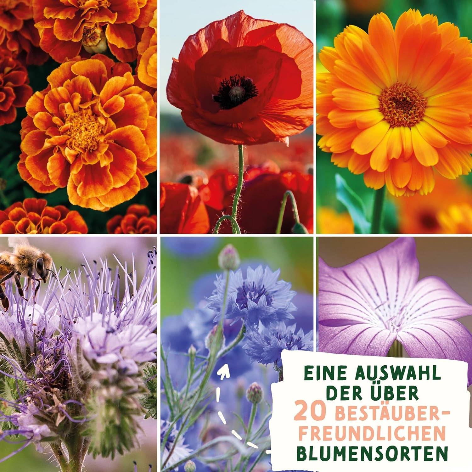 Semillas de pradera de flores silvestres | Semillas de flores de regalo de Pascua, Semillas de hierba de Pascua | Semillas de flores de Pascua y regalos de Pascua para niños | Semillas de flores silvestres | Paquetes de semillas para un prado de flores silvestres