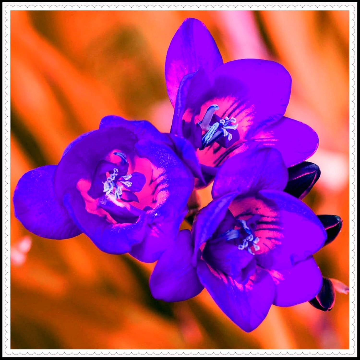 Mezcla de bulbos de flores, bulbo mágico misterioso, plantación resistente, bulbo de flor perenne resistente al invierno, bulbos resistentes - 3 bulbos de orquídeas