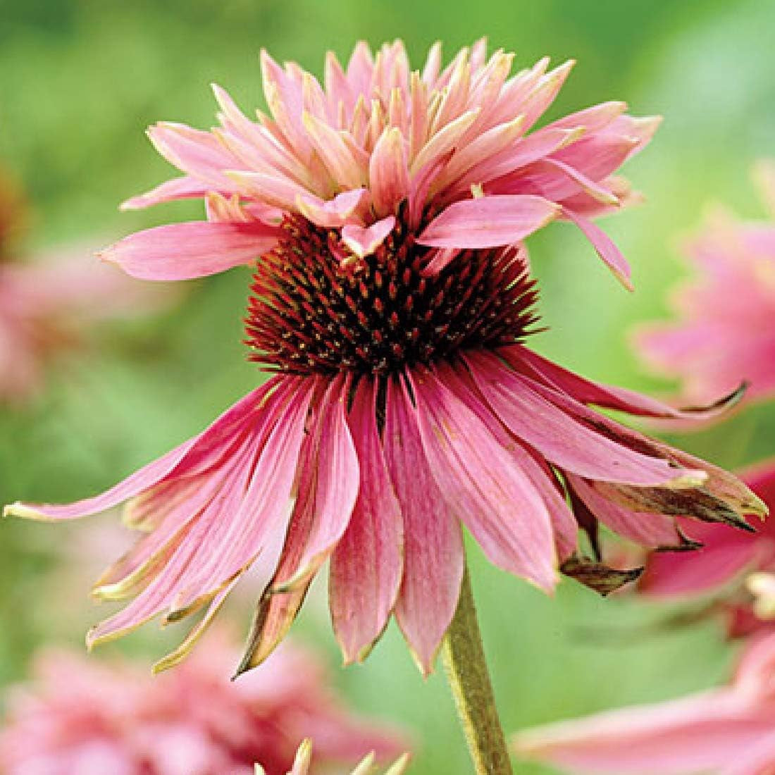 6 x Garten Scheinsonnenhut 'Doubledecker' - Maceta Echinacea Purpurea 'Doubledecker' 9x9cm: Doppelte Blüten, einzigartige Optik, zieht Bienen an, ideal für Gärten.